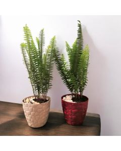 Nephrolepis Cordifolia (Sword Fern) (Medium Size)