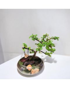 Jade Plant Bonsai (Glass Vase)