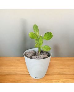 Cactus in Plastic Pot