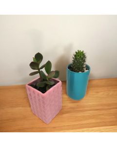 Cacti - Succulents in Ceramic