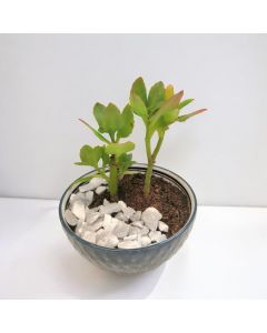 Kalanchoe (Baby)