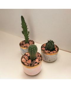 Cactus - Succulent - Set of 3 Ceramic