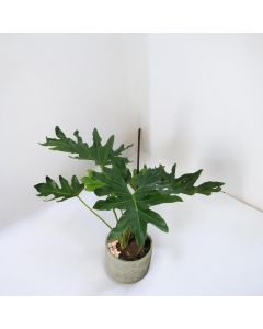 Philodendron Selloum 'Large'