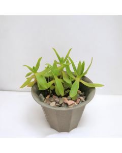 Succulent in Small Plastic Pot