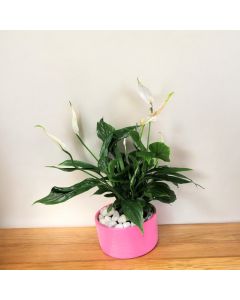 Spathiphyllum (Peace lily) (Round Dish)