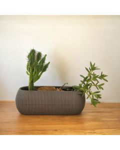 Cacti-Succulents Combo in Oval Plastic Pot (Brown)