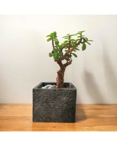 Jade Plant Bonsai in Small Concrete Pot