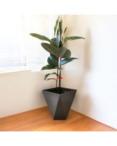 Ficus Elastica Ruby