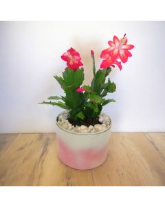 Schlumbergera/Christmas Cactus