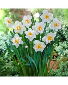 Narcissus Flower