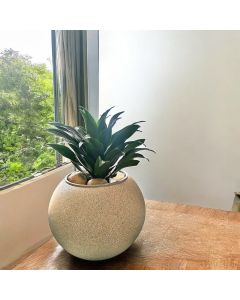 Dracaena Compacta Medium Size - Plastic Pot