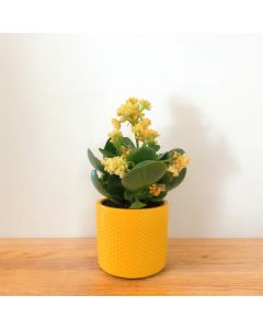 Kalanchoe (Yellow)