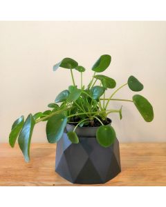 Pilea Peperomioides (Medium Size)