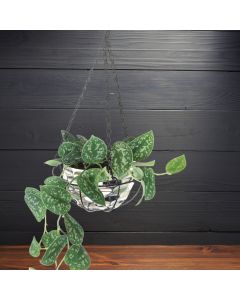 Pothos Satin-Scindapsus Pictus in Hanger