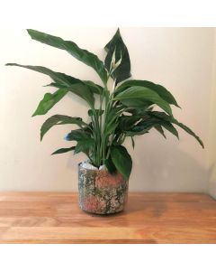 Spathiphyllum (Peace Lily) Large in Concrete Pot