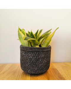 Snake Plant Dwarf (in Small Concrete Pot)