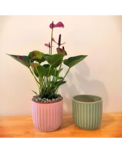 Anthurium Laceleaf (Purple) Plant - Ceramic Pot (35 cm) - (Pot Available in Colors)