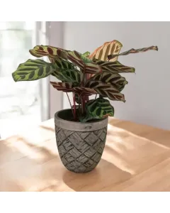 Calathea Makoyana - Peacock Plant in a Concrete Pot - 20 Cm