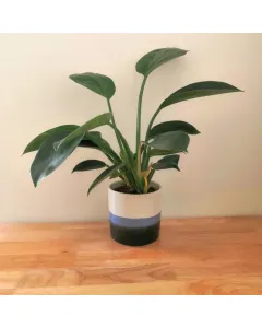 Philodendron - Imperial Green in a Ceramic Pot - 40 Cm